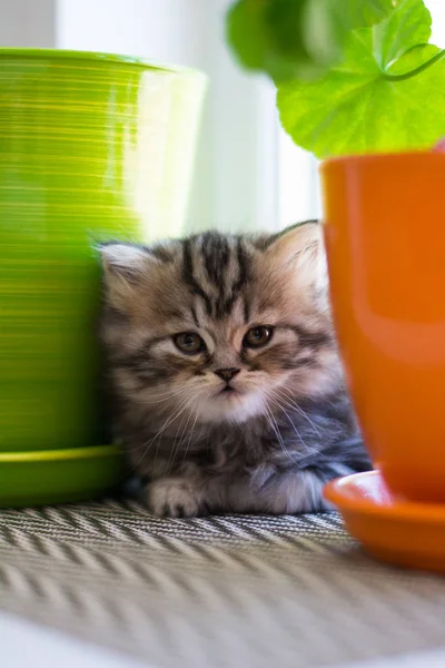 Kattunge Katt Skotska Raka Slokörad Fluffig Djur — Stockfoto