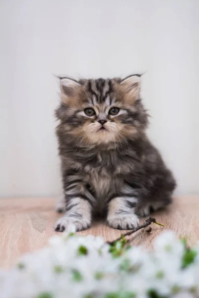 Kattunge Katt Skotska Raka Slokörad Fluffig Djur — Stockfoto