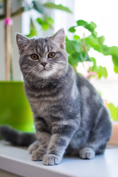 Kätzchen Katze Schottisch Gerade Schlappohr Flauschig Tier — Stockfoto