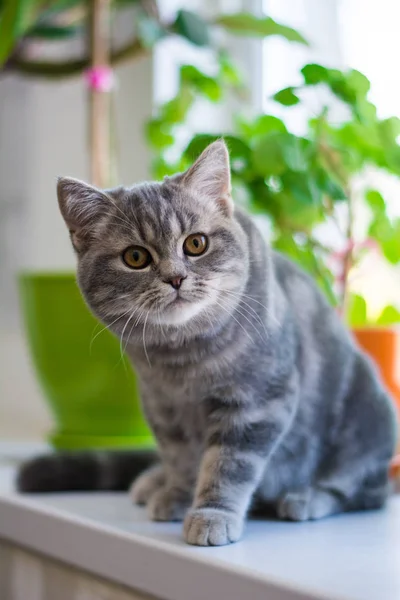 Kätzchen Katze Schottisch Gerade Schlappohr Flauschig Tier — Stockfoto