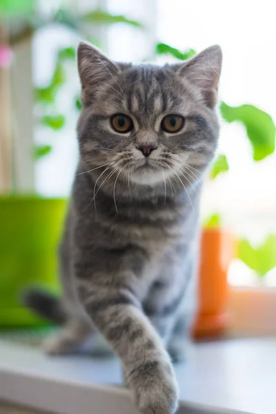 Yavru Kedi Kedi Skoç Düz Lop Eared Kabarık Hayvan — Stok fotoğraf