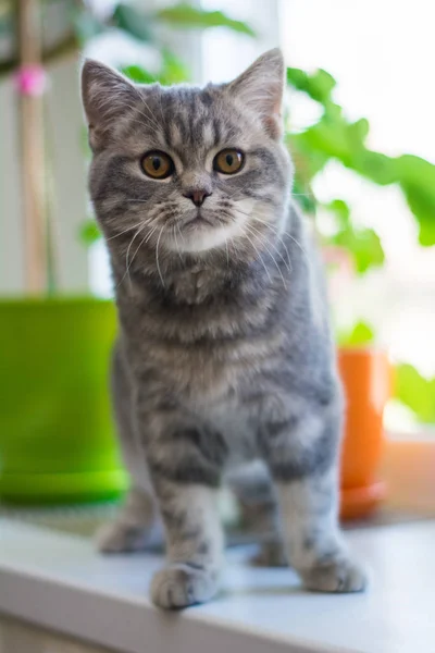 Kätzchen Katze Schottisch Gerade Schlappohr Flauschig Tier — Stockfoto