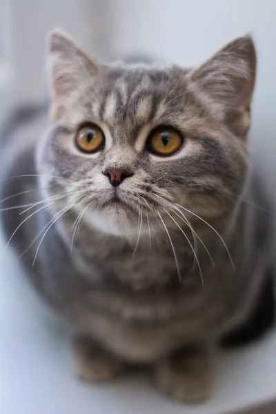 Cica Macska Skót Egyenes Brit Bolyhos Állat — Stock Fotó