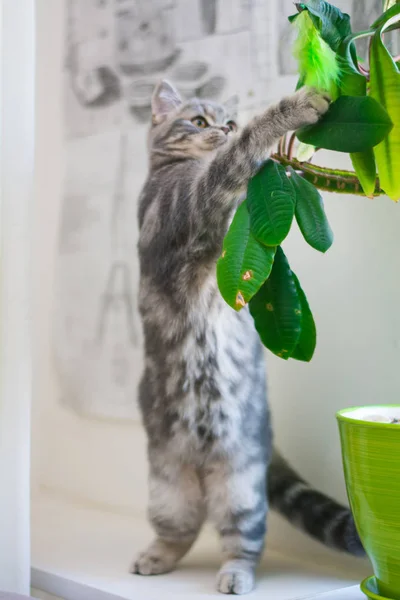 Kitten Cat Scottish Straight Lop Eared Fluffy Animal — Stock Photo, Image