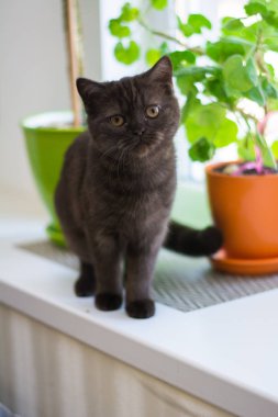 yavru kedi kedi İskoç düz, lop-eared kabarık, hayvan