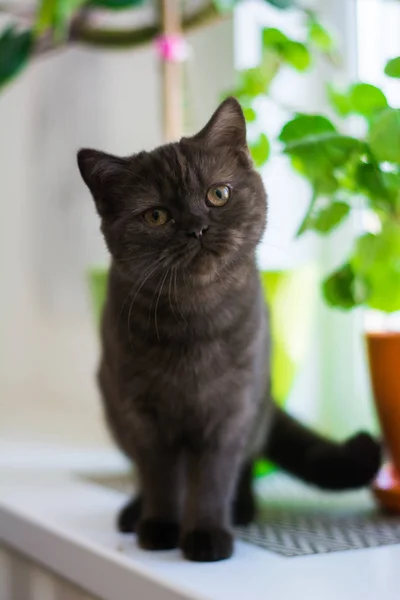 Kattunge Katt Skotska Raka Slokörad Fluffig Djur — Stockfoto