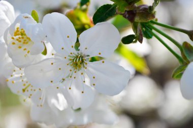 Bahar çiçekli kiraz ve kayısı