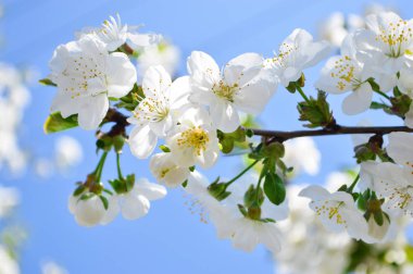 Bahar çiçekli kiraz ve kayısı