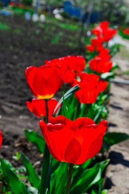 Kırmızı lale alan çiçeklenme