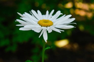 makro papatya çiçek açan çiçekler