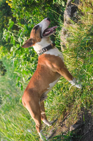 Bulevar Perro Naturaleza — Foto de Stock