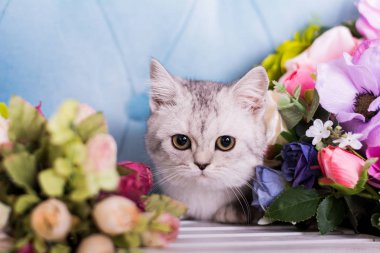 İskoç kedi yavrusu çiçeklenir oturur