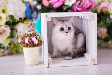 İskoç kedi yavrusu çiçeklenir oturur