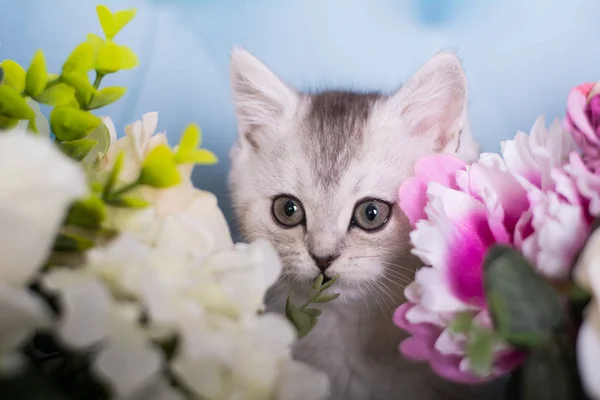 Das Schottische Kätzchen Sitzt Blumen — Stockfoto