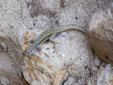 kertenkele taş makro üzerinde