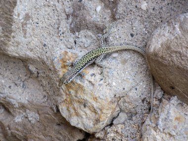 kertenkele taş makro üzerinde