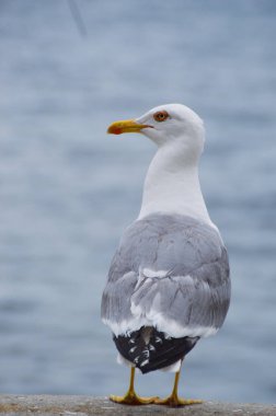 Martı kıyıda oturur