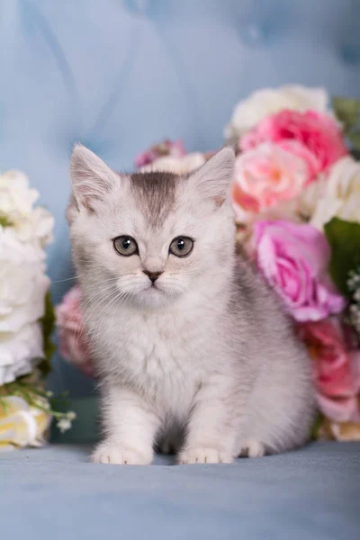 İskoç kedi yavrusu çiçeklenir oturur