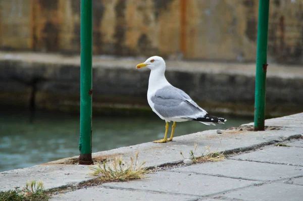 Seagull Sits Shore — Stock Photo, Image