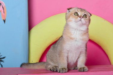 Yaz fotoğraf poz İskoç yavru kedi