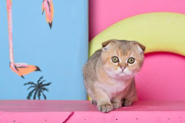 Yaz fotoğraf poz İskoç yavru kedi