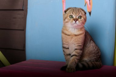 Yaz fotoğraf poz İskoç yavru kedi