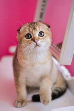 Yaz fotoğraf poz İskoç yavru kedi