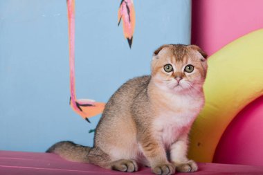 Yaz fotoğraf poz İskoç yavru kedi