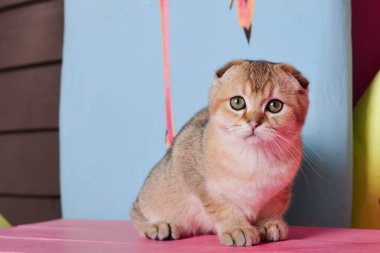 Yaz fotoğraf poz İskoç yavru kedi