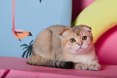 Yaz fotoğraf poz İskoç yavru kedi