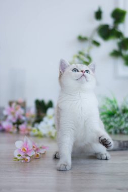 Yaz fotoğraf poz İskoç yavru kedi