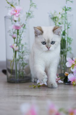 Yaz fotoğraf poz İskoç yavru kedi