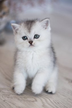 Yaz fotoğraf poz İskoç yavru kedi