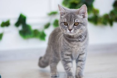 Yaz fotoğraf poz İskoç yavru kedi