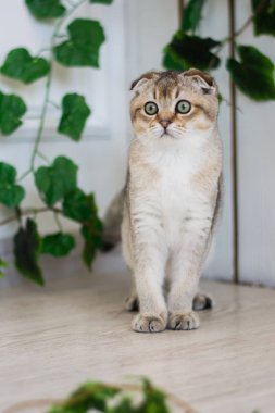 Yaz fotoğraf poz İskoç yavru kedi