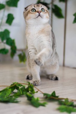 Yaz fotoğraf poz İskoç yavru kedi