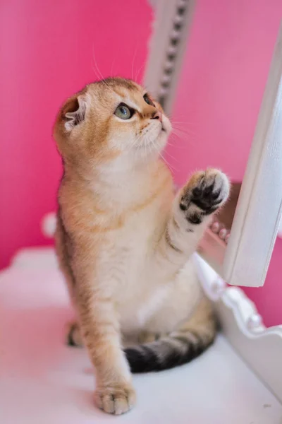 Gatinho Escocês Posando Foto Verão — Fotografia de Stock