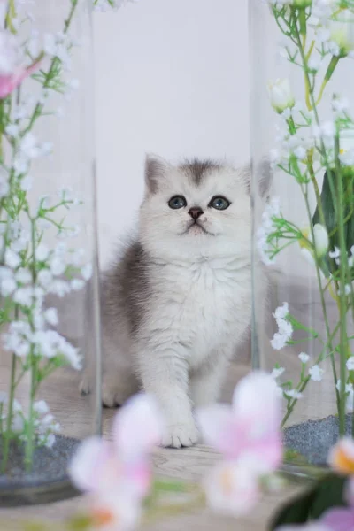 Gatinho Escocês Posando Foto Verão — Fotografia de Stock