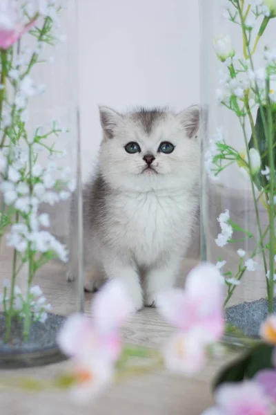 Gatinho Escocês Posando Foto Verão — Fotografia de Stock