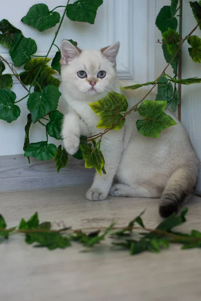 Skotska Kattungen Poserar Sommar Foto — Stockfoto