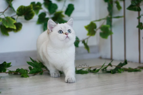 Skotska Kattungen Poserar Sommar Foto — Stockfoto