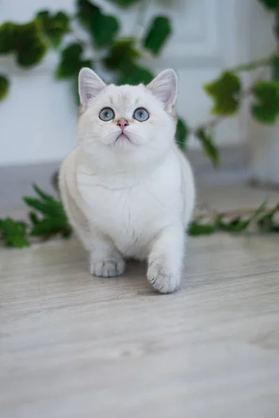 Scottish Kitten Posing Summer Photo — Stock Photo, Image