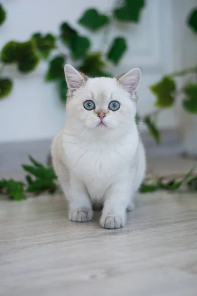 Scottish Kitten Posing Summer Photo — Stock Photo, Image