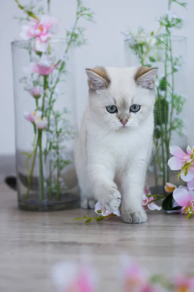 Scottish Kitten Posing Summer Photo — Stock Photo, Image