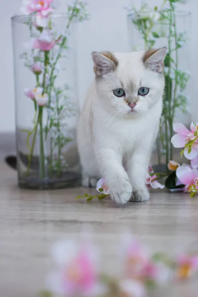 Gatinho Escocês Posando Foto Verão — Fotografia de Stock