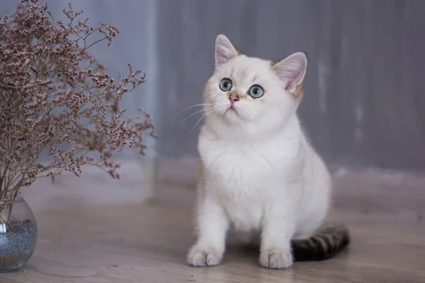 Yaz fotoğraf poz İskoç yavru kedi