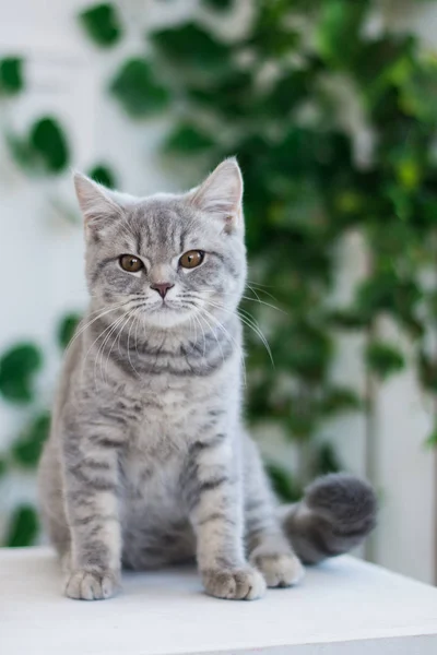 Skotska Kattungen Poserar Sommar Foto — Stockfoto