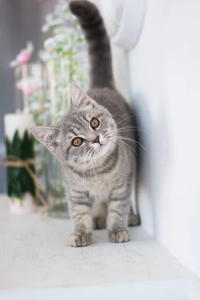 Scottish Kitten Posing Summer Photo — Stock Photo, Image