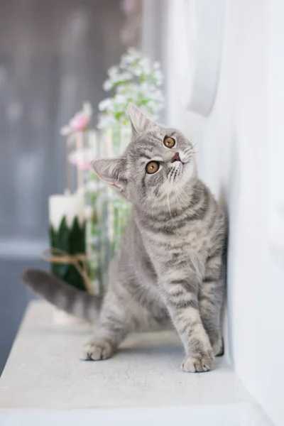 Yaz fotoğraf poz İskoç yavru kedi