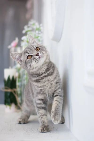 スコティッシュ子猫夏写真のポーズ — ストック写真